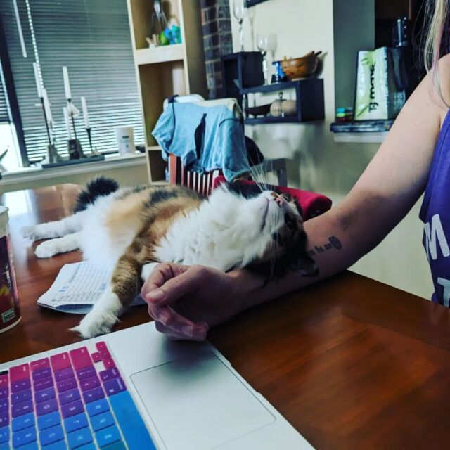 I'm trying to work. Rowan gives no cares.

#needy #catsofinstagram #catsoffacebook