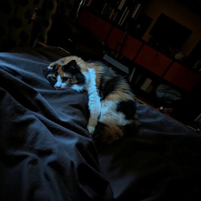 Sick as hell, but this one hasn't left my side... Or foot in this case.

#catsofinstagram #downtown #sick